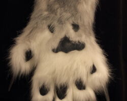 Realistic grey snarly wolf fursuit head 6
